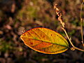 Fothergilla gardenii  Zundert IMG_1767 Fotergilla Gardena